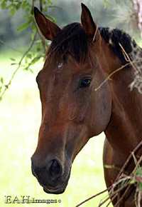horseIMG_0014_eah200.jpg